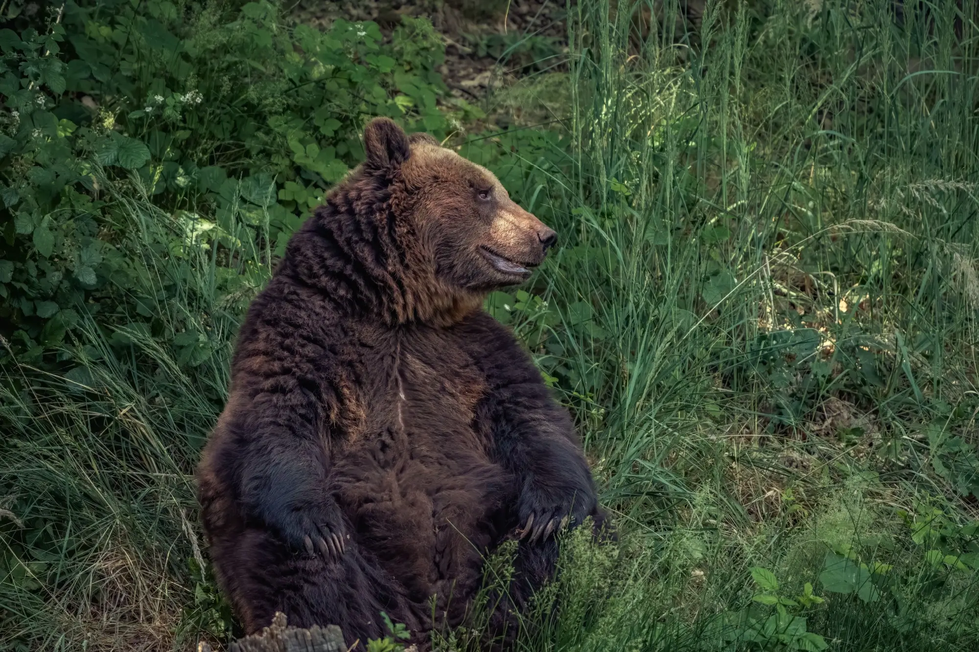 Medvěd v zoo