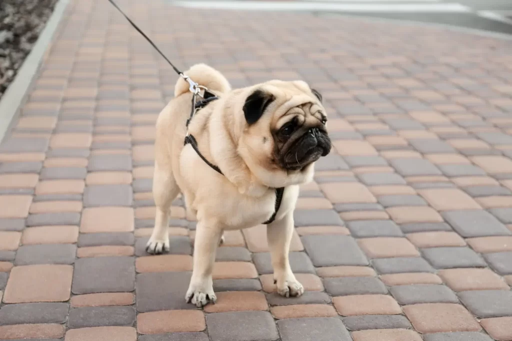 Mopsíci jsou náchylní k přehřátí - Techsvět mops