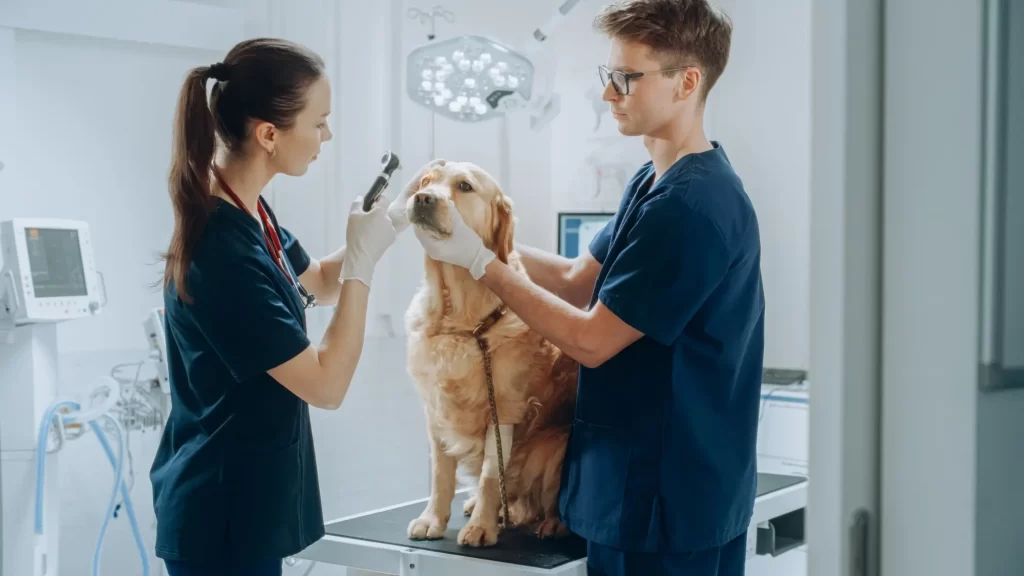 pes u veterinářů