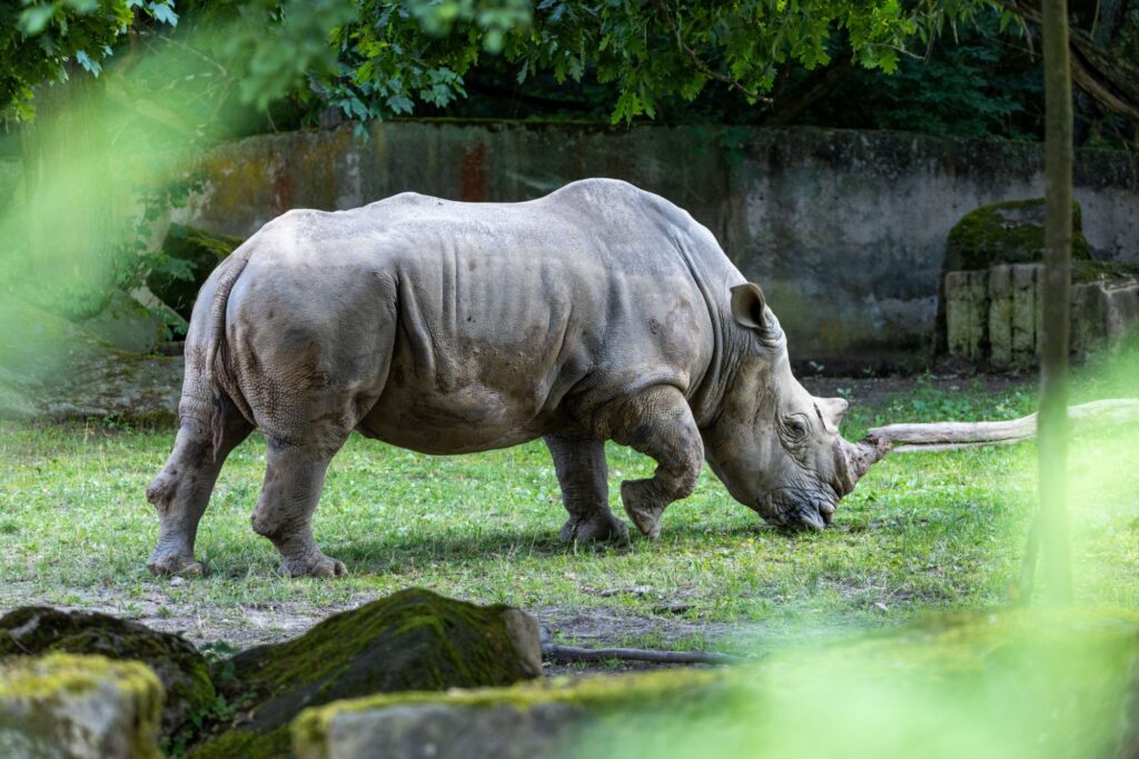 Shutterstock_2329034737 - Techsvět Nosorožec na safari