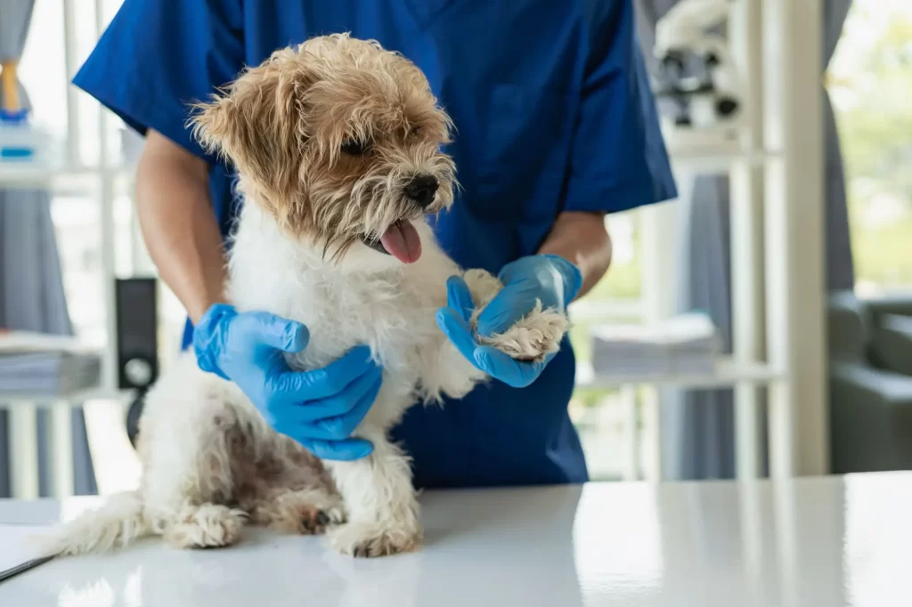 Shutterstock_2341733411 - Techsvět Pes u veterináře