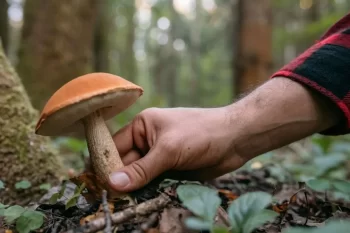 Muž sbírá houby