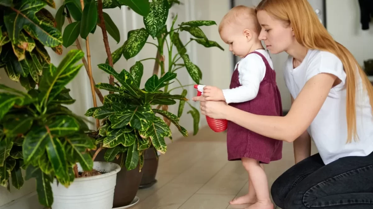 Pokojovky jsou nejenom krásnou, ale i užitečnou součástí interiérů.