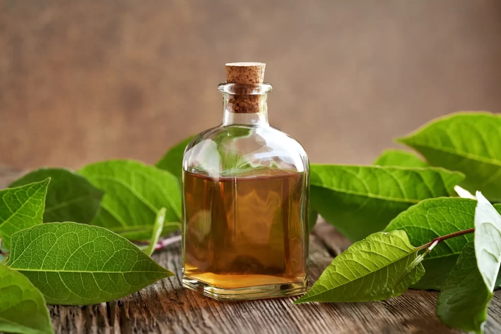 Shutterstock_2502662259 - Techsvět Křídlatka tinktura