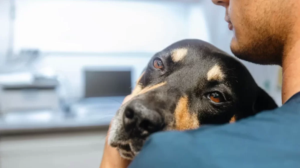 Pes u veterináře