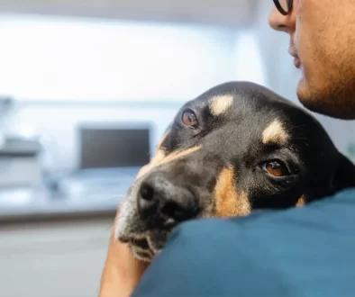 Pes u veterináře