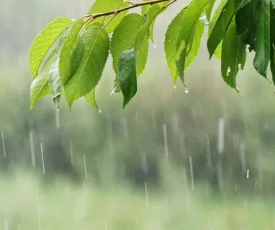 Déšť