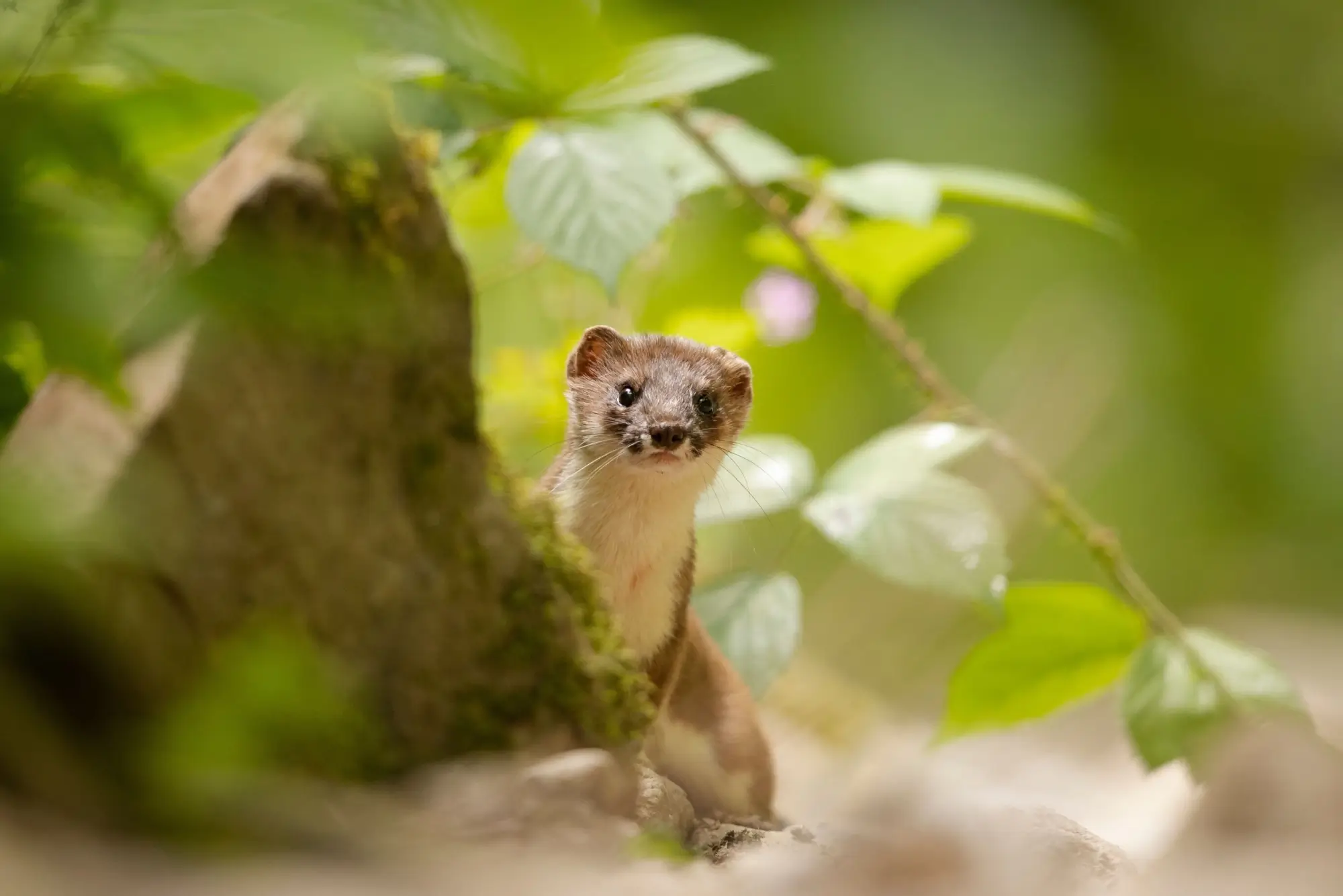 Shutterstock_2538989633 - Techsvět Lasička