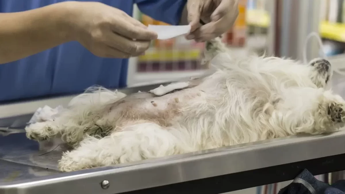 pes u veterináře