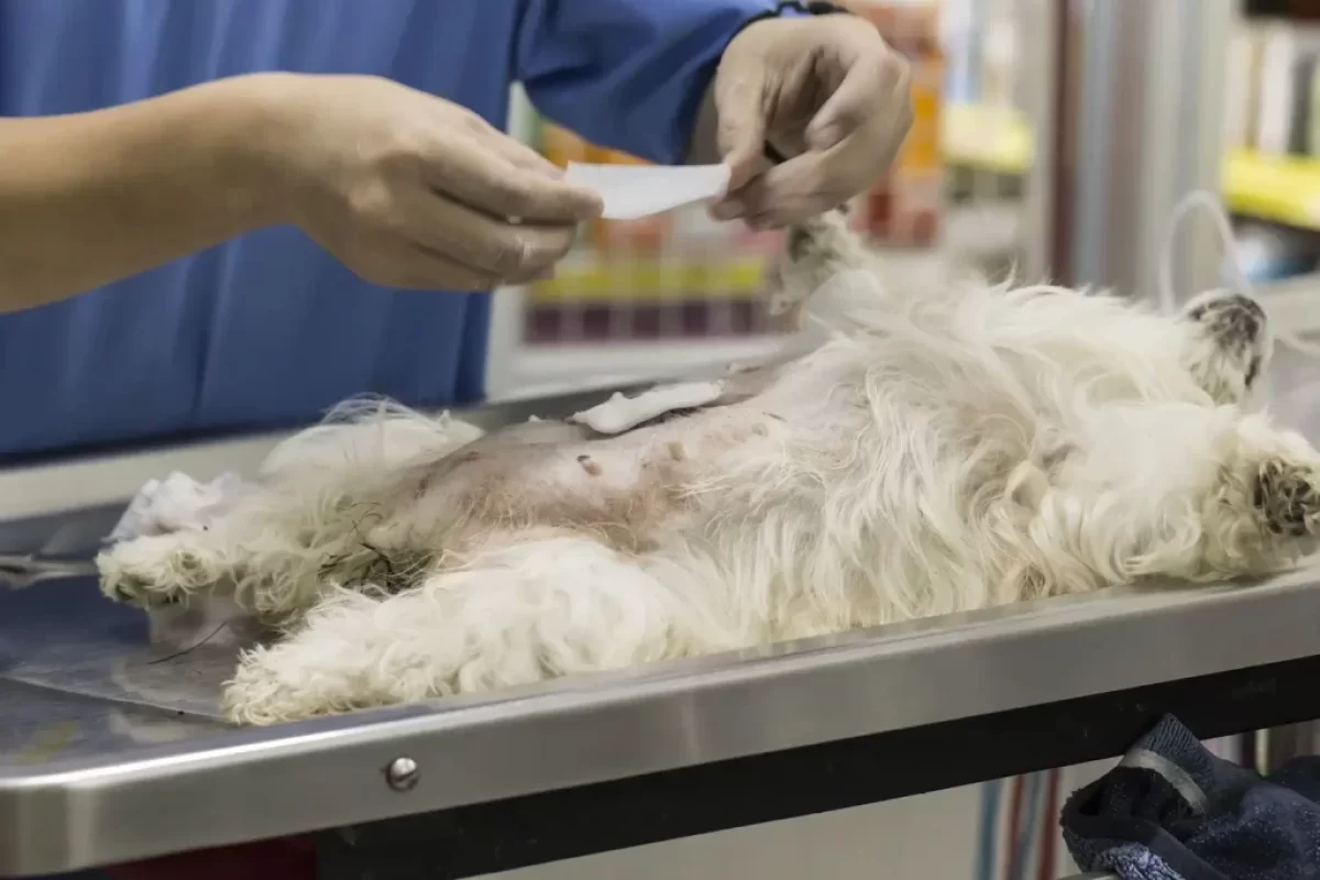 pes u veterináře