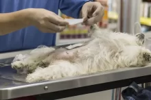 pes u veterináře