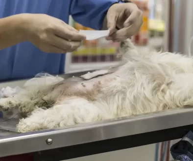 pes u veterináře