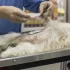 pes u veterináře