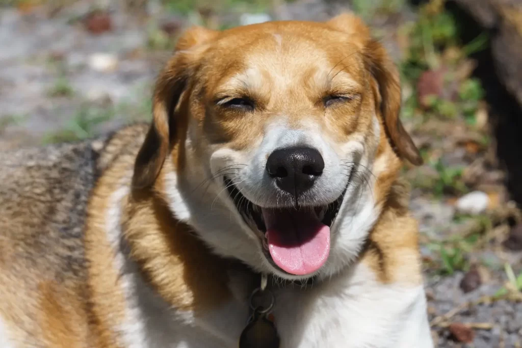 Beagle - Techsvět Beagle
