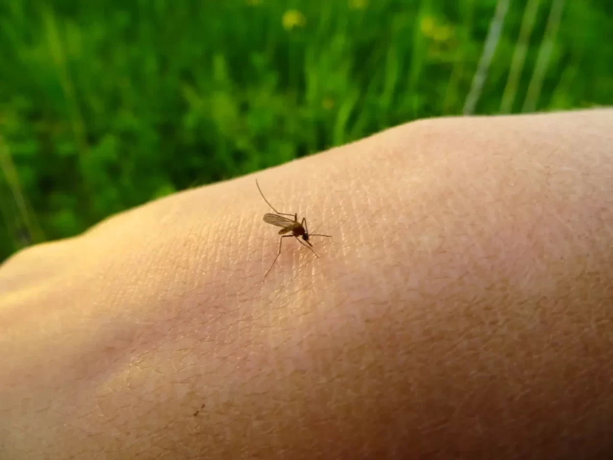 Detailní záběr na komára