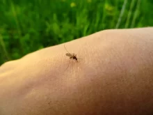 Detailní záběr na komára