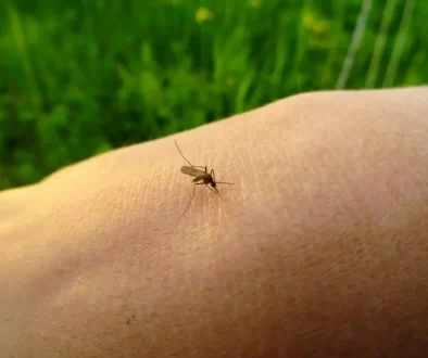 Detailní záběr na komára