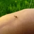 Detailní záběr na komára