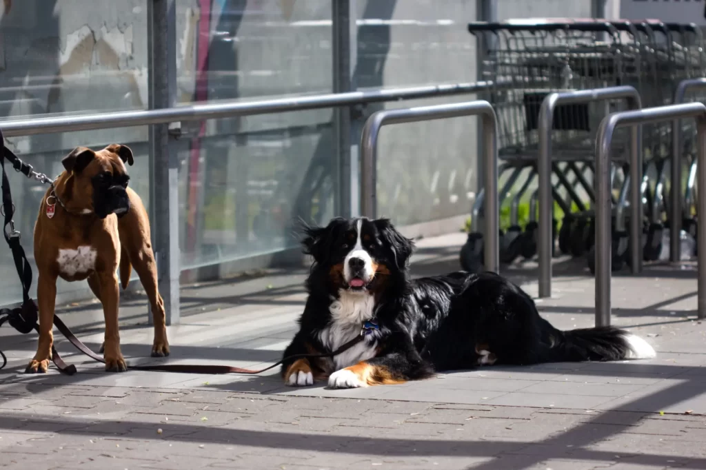 dog2 - Techsvět Před supermarketem leží na chodníku dva psi – jeden černý bernský salašnický pes klidně odpočívá, druhý, hnědý boxer, stojí ve střehu.