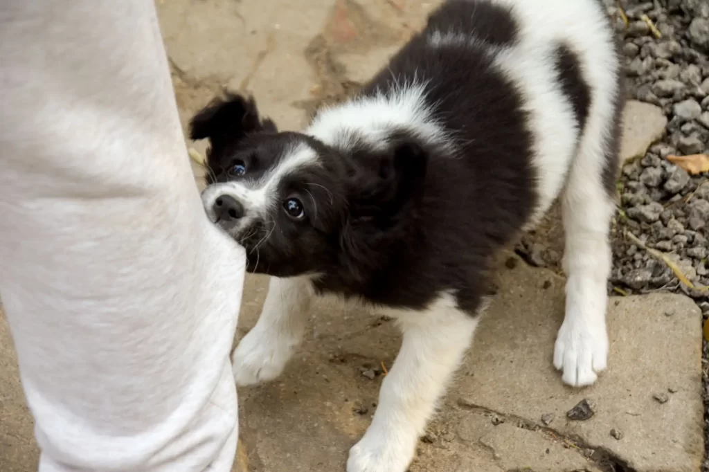 dog3 - Techsvět Černobílé štěně, které se zakouslo do nohavice světlých kalhot člověka.