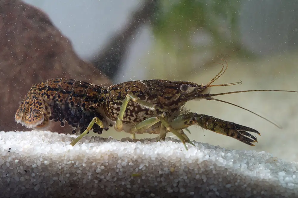 Rak mramorovaný se kvůli své nenáročnosti a snadnému rozmnožování často choval v akváriích. Nyní je jeho choc zakázaný. - Techsvět rak mramorovaný
