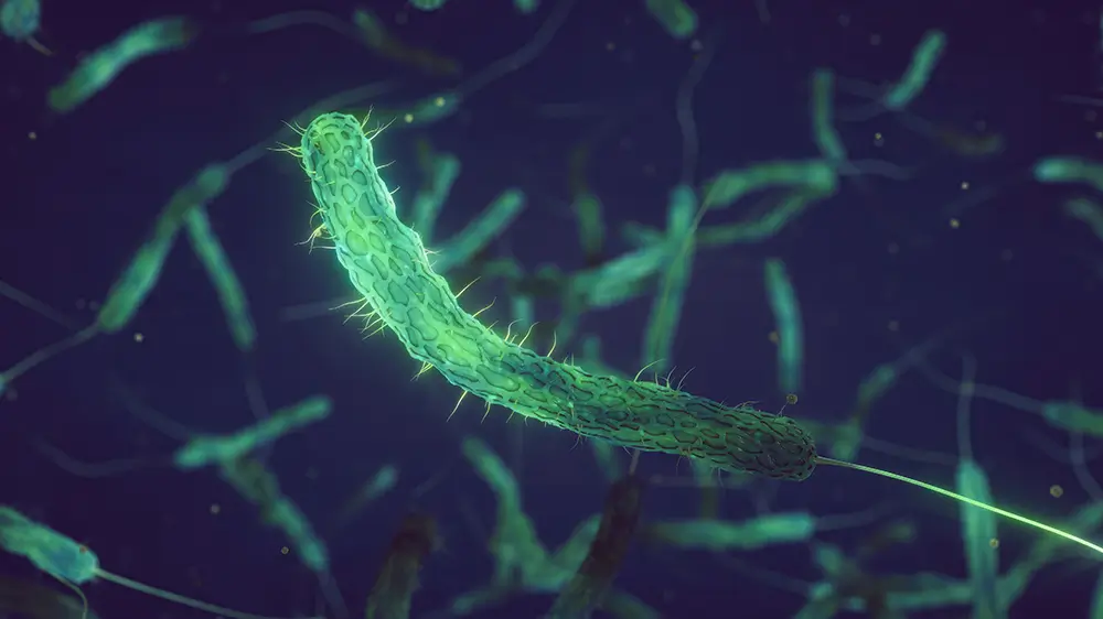 Cholera je akutní průjmové onemocnění, které způsobuje bakterie Vibrio cholerae. - Techsvět Vibrio cholerae