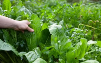 Čím větší listy, tím větší zásobárna chemických látek vyluhovaných z půdy. Zdroj: Shutterstock