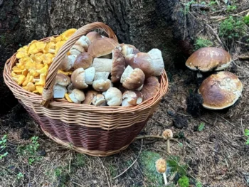 nasbírané houby v košíku