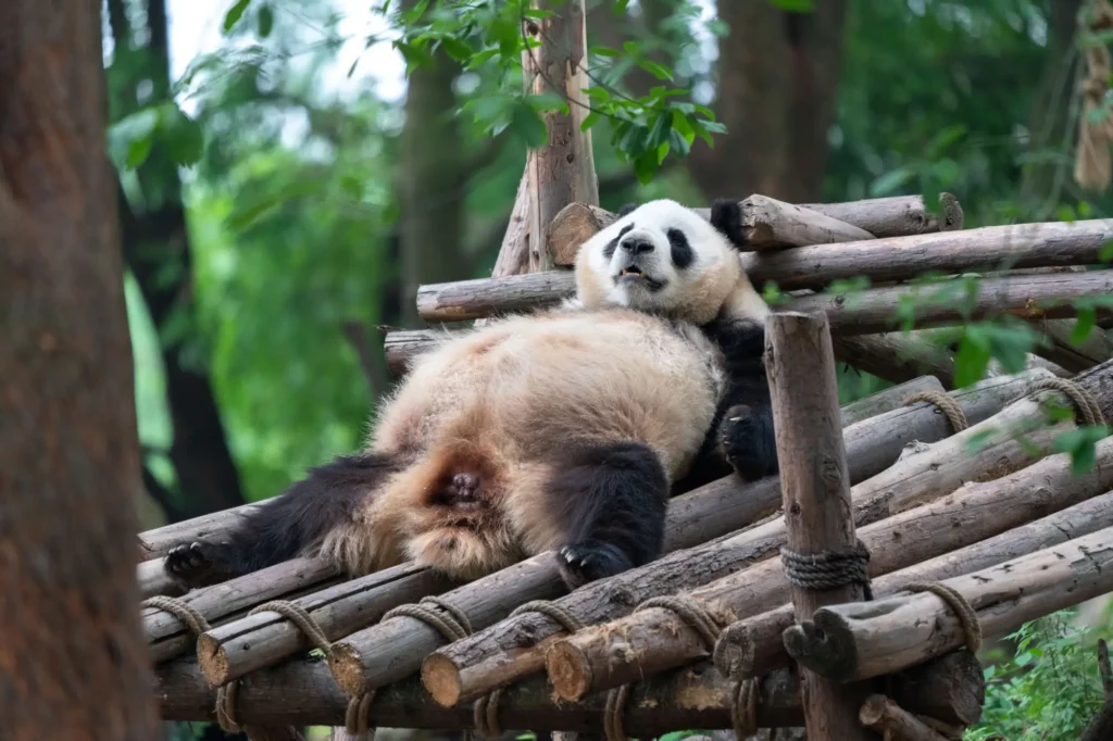 Panda Velká