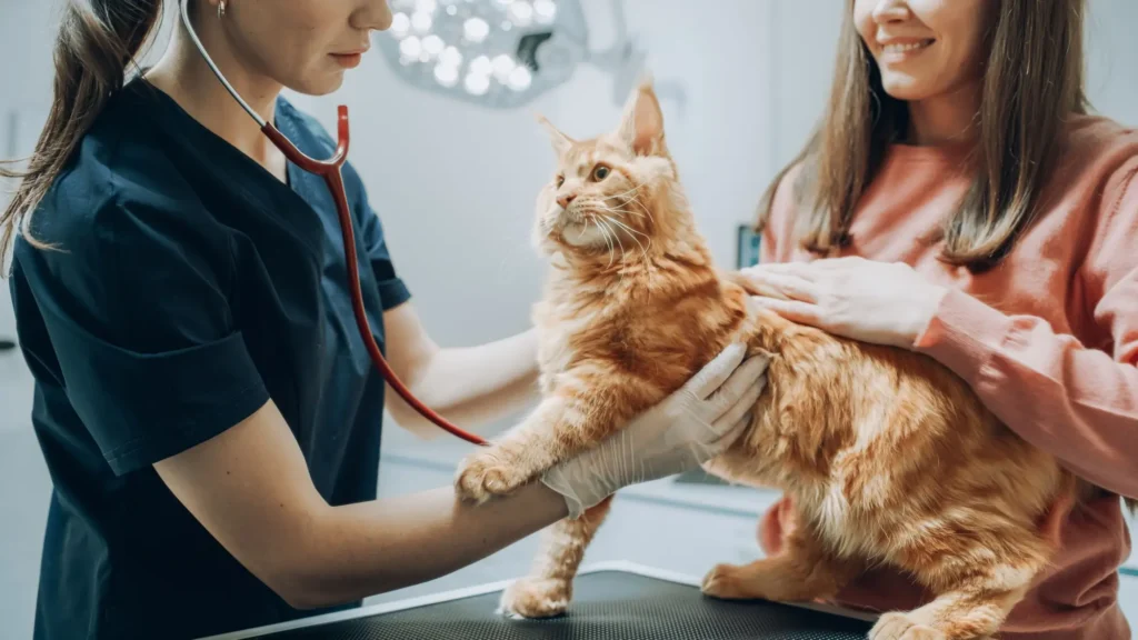 kočka na veterině