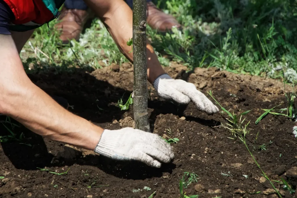 Zasadit strom zvládnete levou zadní - Techsvět sázení stromu