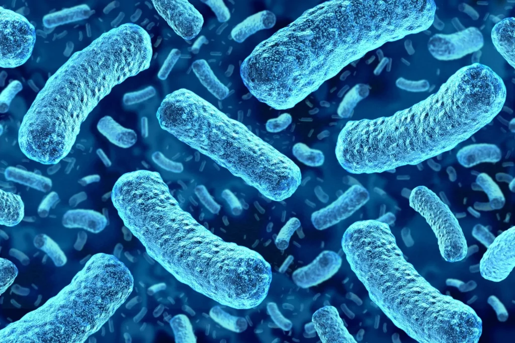 Listeria monocytogenes