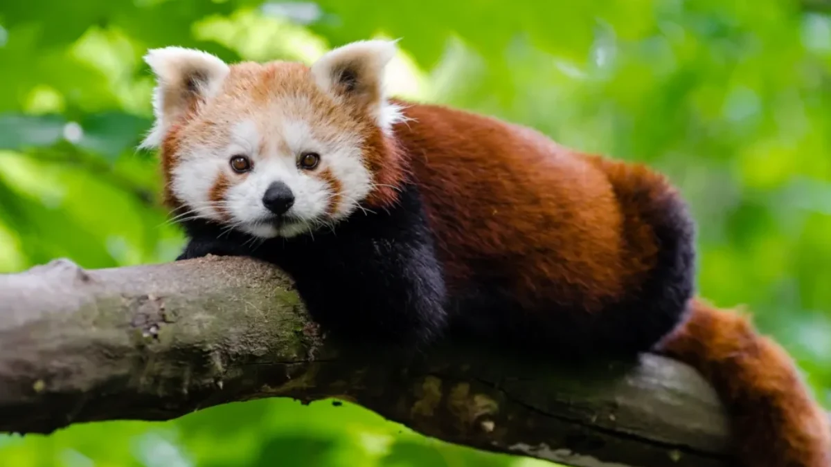 Panda Červená