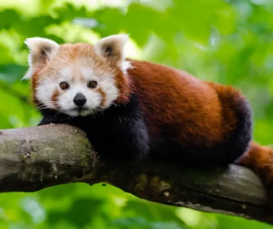 Panda Červená