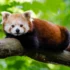 Panda Červená