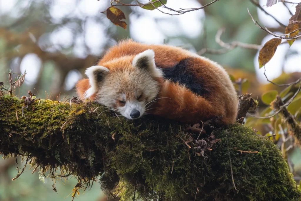 Panda Červená