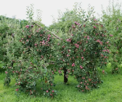 jabloň