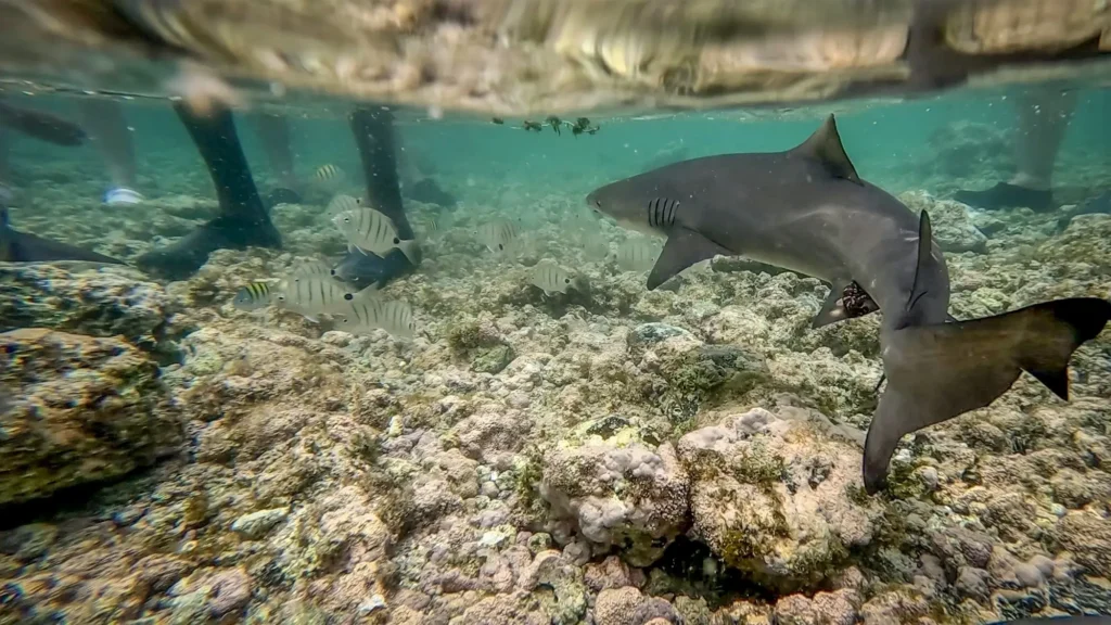 shark bay kapverdy žraloci