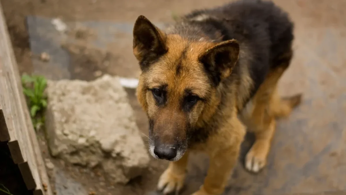 Petice žádá přísnější tresty kvůli týrání zvířat. Zdroj Týraný pes