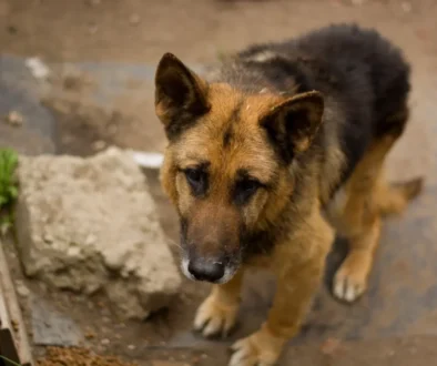 Petice žádá přísnější tresty kvůli týrání zvířat. Zdroj Týraný pes