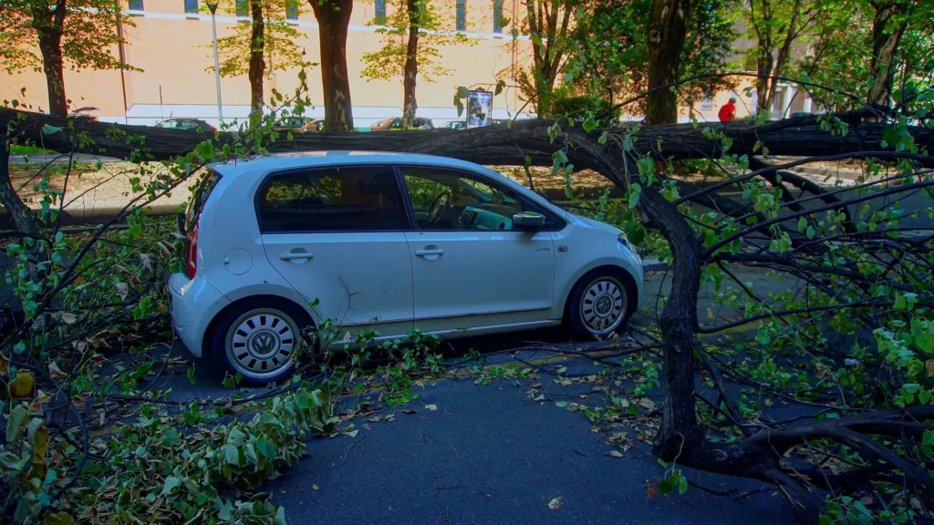 Pád stromu na auto