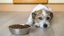 Apatický pes nemá chuť k jídlu