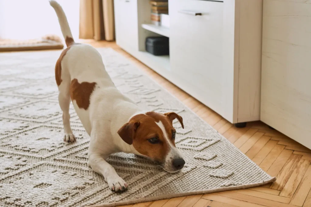 Jack russel se protahuje