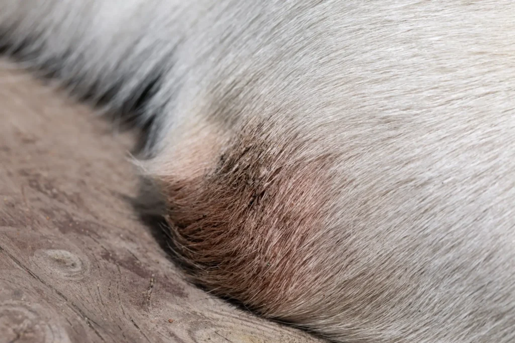 Skvrny mohou být velmi nenápadné, FOTO: Shutterstock - Techsvět rakovina kůže u psa