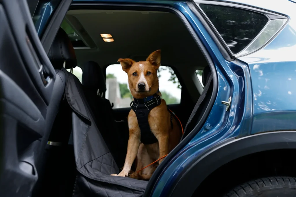 Jednou z bezpečných variant převozu psa jsou bezpečnostní popruhy - Techsvět Pes v autě s bezpečnostním popruhem