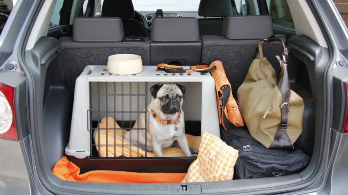 pes v přepravním boxu v kufru auta