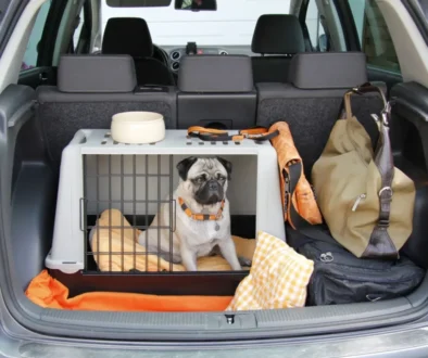 pes v přepravním boxu v kufru auta