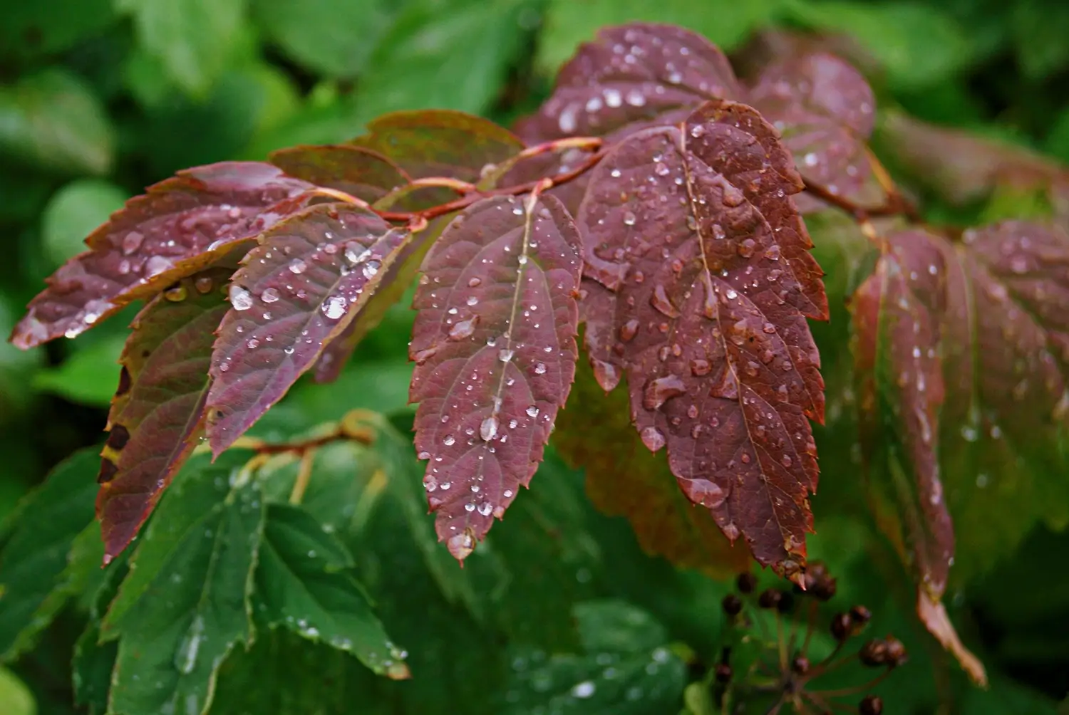 detail kapek vody na listech