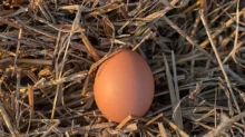 Vejce