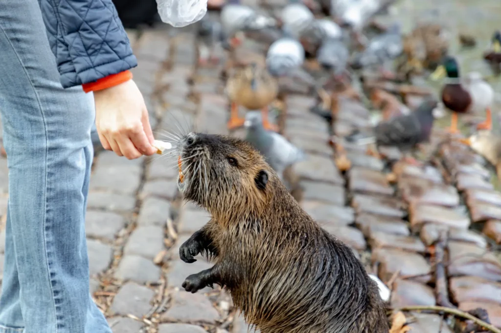 Krmení nutrií je v Praze zakázáno, ale i tak to vidíme každý den.